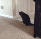 catscratch.gif