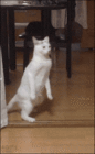 tumblr_ndiar2xItx1u1o9j3o1_400.gif