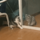 catslap.gif