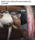 Cat Sack.jpg