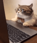 catcomputer.gif