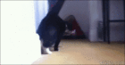 Cats Sup.gif