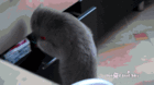 CAT Drawr.gif