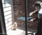 cat catch.gif