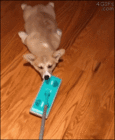 Dogdrag.gif
