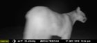 Mountain Lion Dec 17 2018[381].jpg