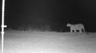 mountainlion1-3-8-18.jpg