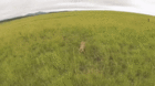 Cat.gif