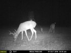 Bambi 01 Oct 2019.jpg