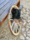 cat.jpg