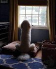 dogdick.jpg