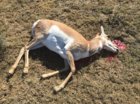 First Doe.jpg