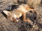 coyote kill 84.JPG