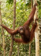 bornean-orang-utan_6862e.jpg