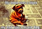 tiger dog.jpg