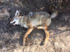 coyote kill 85.jpg