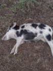 dead pig #2 14 Oct 2019.jpg