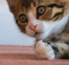 catawe.gif