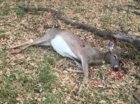 Deer 1.jpg