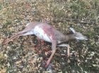 Deer 2.jpg
