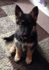 dog.jpg