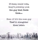 if sheep could vote.jpg