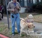 Caninepiss.jpg