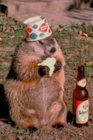 Beer drinking groundhog.jpg