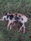 dead pig #2 25 Oct 2019.jpg