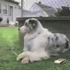 smoking dog.jpg