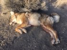 coyote kill 86.jpg