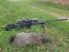 hog down.jpg