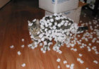 !cid__4CA9D1B9-C736-4DB7-BD0D-9B0CBA8CB6D4_.jpg