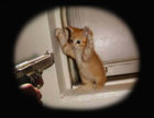 Cat2.jpg
