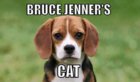 bruce jenners cat.jpg