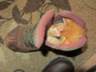 catinshoe.jpg
