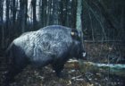 WILD_BOAR (2).jpg