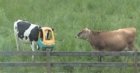 Cow with toy car on head.jpg