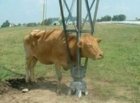 Stuck cow.jpg