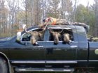 moose_hunt.JPG