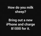 How do you milk a sheep.jpg