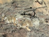 savagedogs_04.JPG