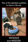 patience and wisdom.gif