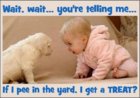 pee in the yard.jpg