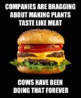 cows.jpg