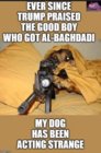 dog acting strange.jpg