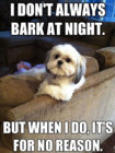 Bark at night.jpg