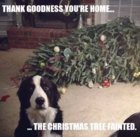 dog tre fainted.jpg