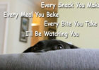 dog-at-every step.jpg