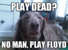 play floyd.jpg